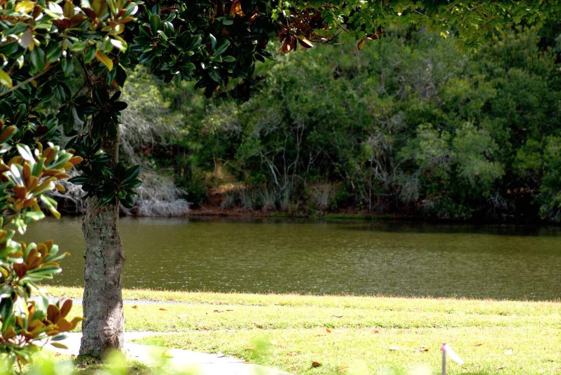 Pond view under the magnolias